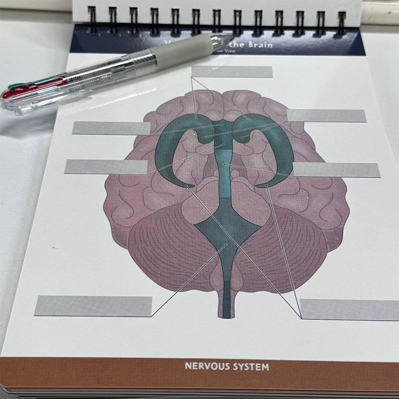Anatomical Structure Labeling Exercise Book | Dry Erase Anatomy Workbook