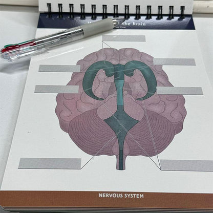 Anatomical Structure Labeling Exercise Book | Dry Erase Anatomy Workbook